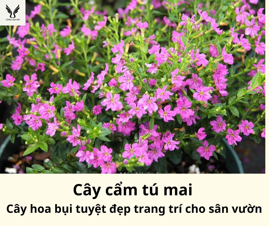Cây cẩm tú mai – Cây hoa bụi tuyệt đẹp trang trí cho sân vườn